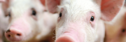 FR wean up piglets