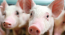 FR wean up piglets