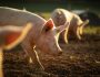 Swine