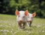 Swine