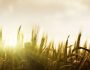 Wisium extends Polish footprint through ADM’s Premix acquisition