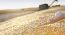Multi-Mycotoxin Contamination, An Underestimated Risk