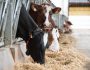 Mycotoxins: Cows are not fully protected
