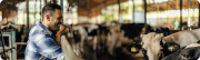 farmer with cows