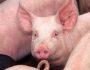 wisium_featured image_article_summer season a complete solution for pigs and sows under heat stress condition