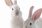 Rabbit in the spotlight