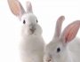 Rabbit in the spotlight
