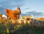 Management of breeder body weight to ensure sustainable performance