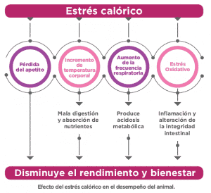 MX ESTRES