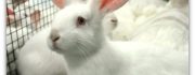 Lapin