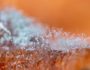 micotoxinas-preocupacion-real-2