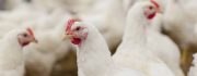 VI BROILER