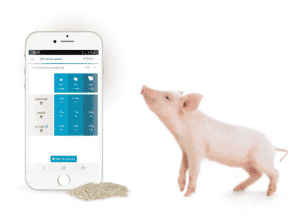 EN PIGLET POCKET ILLUSTRATION