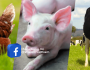 VN FACEBOOK