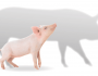 VI piglet wean up