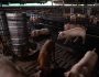 FR swine production farm-GettyImages-1033211592 (1)