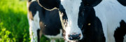 ruminant