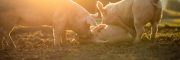 [EN] Blog Sustainability of Swine Production and the Dilemma of Feeding the World