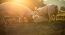 [EN] Blog Sustainability of Swine Production and the Dilemma of Feeding the World